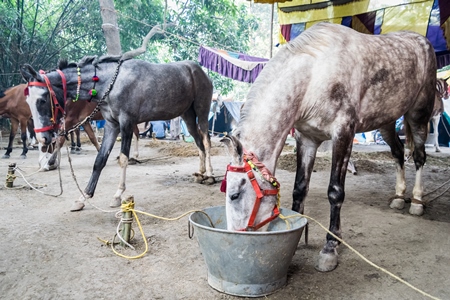 Grey horses tied up in a line eating at Sonepur cattle fair
