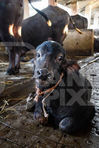 Farmed Indian buffalo calf tied up inside a large concrete shed on an urban dairy farm or tabela, Aarey milk colony, Mumbai, India, 2023