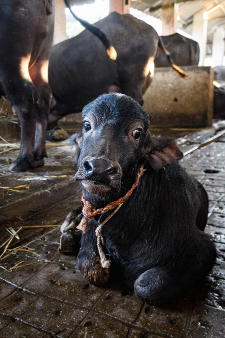 Farmed Indian buffalo calf tied up inside a large concrete shed on an urban dairy farm or tabela, Aarey milk colony, Mumbai, India, 2023