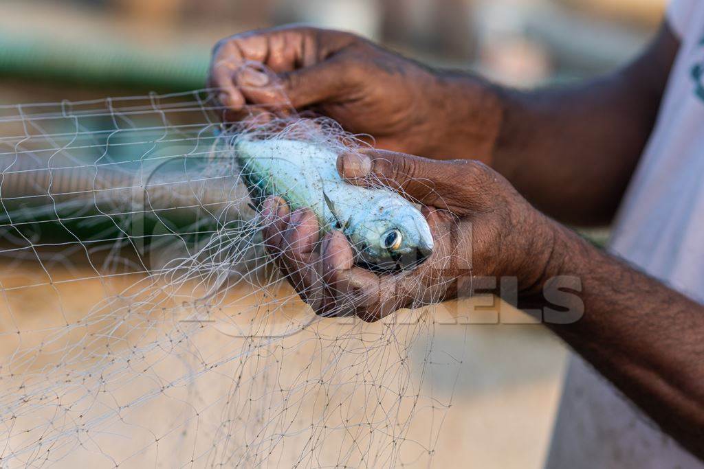 Man removing Indian fish caught in fishing net on beach in Goa, India, 2022