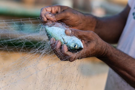 Man removing Indian fish caught in fishing net on beach in Goa, India, 2022