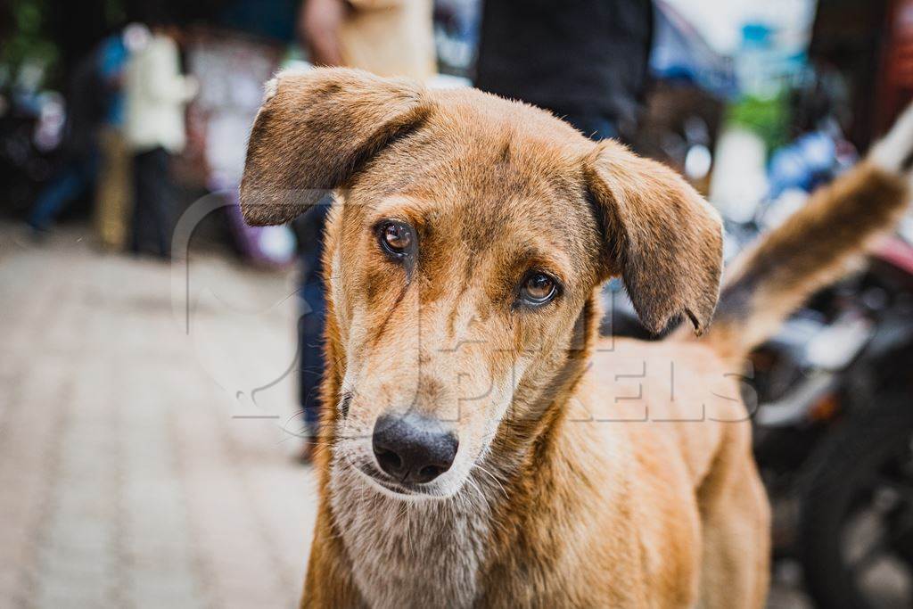 Sad stray Indian street dog or Indian pariah dog with tilted head on the street in an urban city in Maharashtra, India, 2021