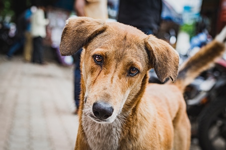 Sad stray Indian street dog or Indian pariah dog with tilted head on the street in an urban city in Maharashtra, India, 2021