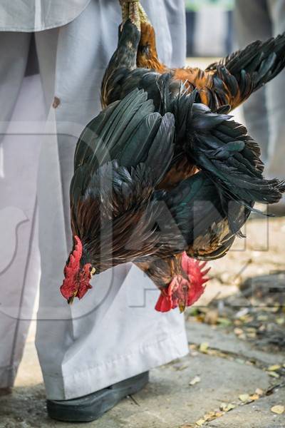 Man holding bunch of black chickens upside down at Juna Bazaa