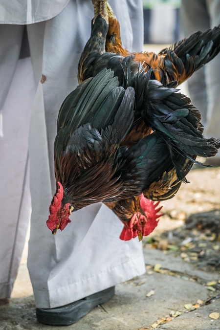 Man holding bunch of black chickens upside down at Juna Bazaa