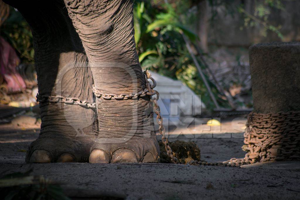 Captive elephant in chains at an elephant camp in Guruvayur in Kerala to be used for temples and religious festivals