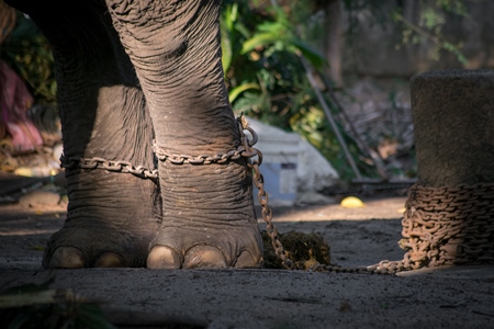 Captive elephant in chains at an elephant camp in Guruvayur in Kerala to be used for temples and religious festivals