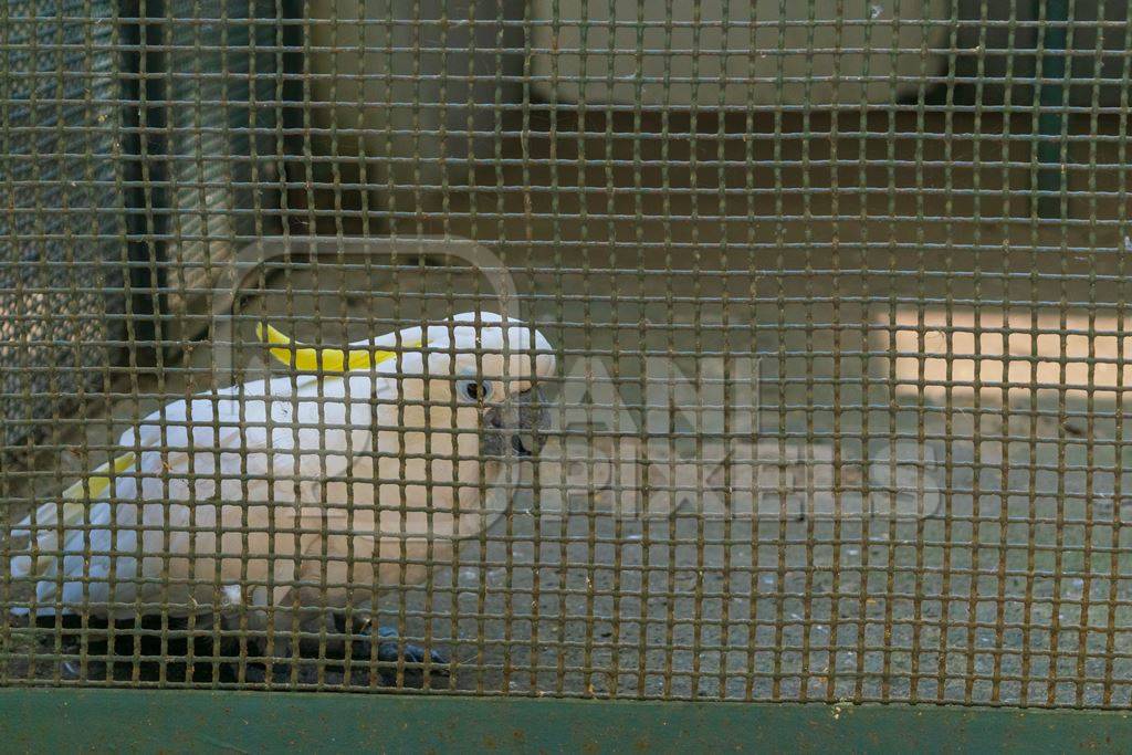 Captive cockatoo exotic bird in a barren cage at Sanjay Gandhi Jaivik Udyan zoo in Patna, Bihar in India