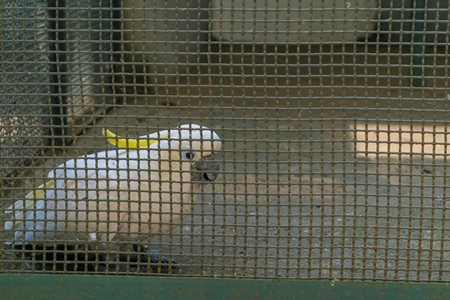 Captive cockatoo exotic bird in a barren cage at Sanjay Gandhi Jaivik Udyan zoo in Patna, Bihar in India