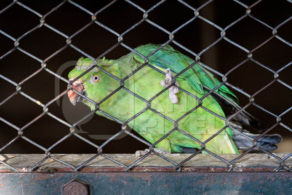 Indian rose ringed parakeet bird behind bars at Machia Biological Park (Jodhpur Zoo), Jodhpur, Rajasthan, India, 2022