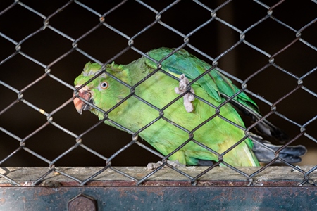 Indian rose ringed parakeet bird behind bars at Machia Biological Park (Jodhpur Zoo), Jodhpur, Rajasthan, India, 2022