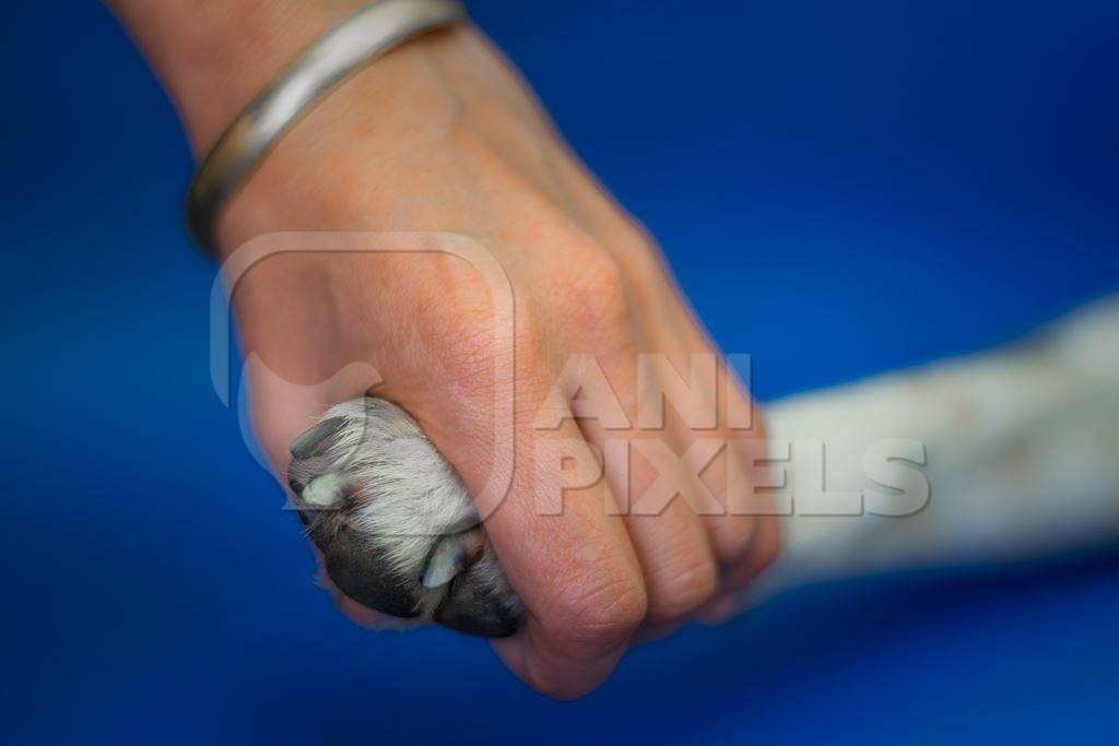 Person or human holding paw of cute pet dog in hand with blue background