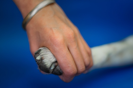 Person or human holding paw of cute pet dog in hand with blue background