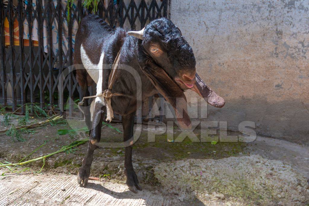 Goat with long ears tied up outside houses waiting for religious slaughter at Eid in an urban city in Maharashtra
