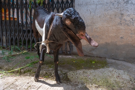 Goat with long ears tied up outside houses waiting for religious slaughter at Eid in an urban city in Maharashtra