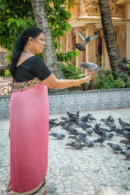 Lady in sari feeding flock of pigeons inside temple courtyard