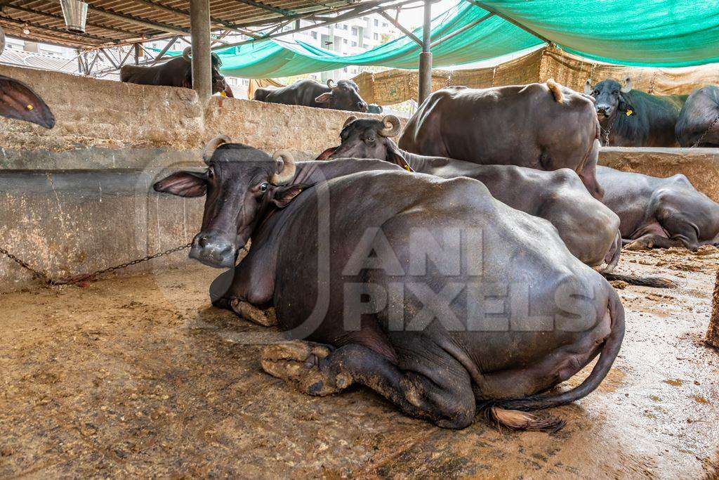 Farmed Indian buffaloes on a dark and crowded urban dairy farm in a city in Maharashtra, India