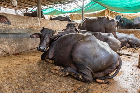 Farmed Indian buffaloes on a dark and crowded urban dairy farm in a city in Maharashtra, India