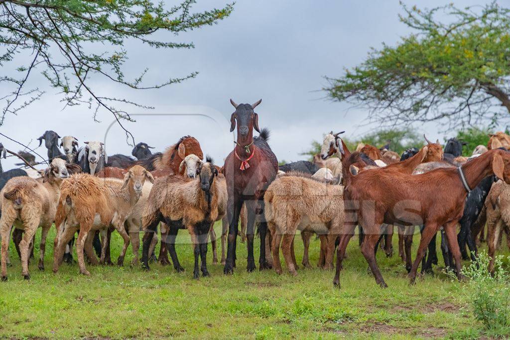 Herd of Indian goats and sheep grazing in a green field in Maharashtra in India