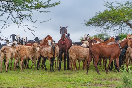 Herd of Indian goats and sheep grazing in a green field in Maharashtra in India