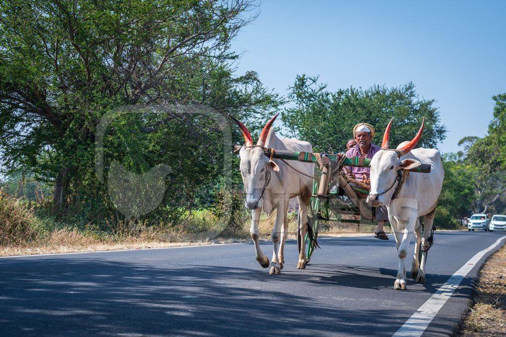 Working Indian bullocks used for animal labour pulling cart on road in rural Maharashtra, India, 2021