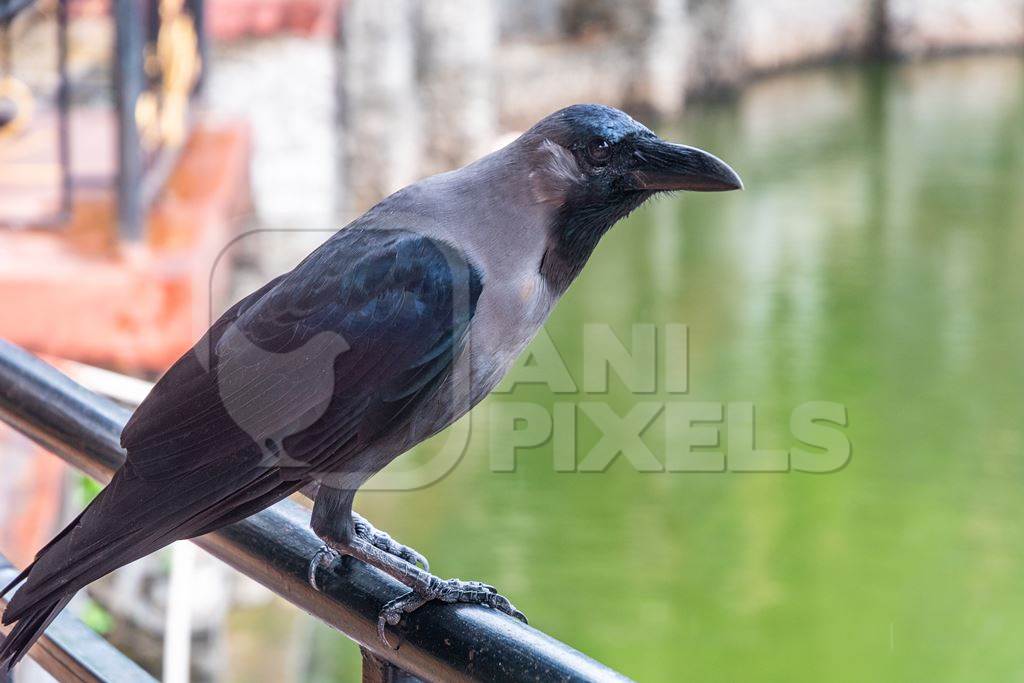 House crow perched on railings with green pond in background