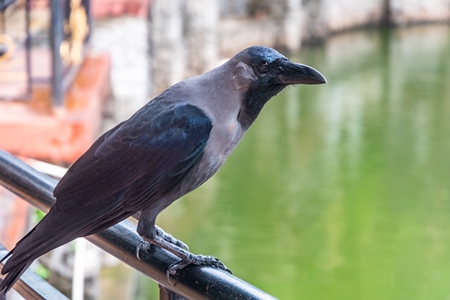 House crow perched on railings with green pond in background