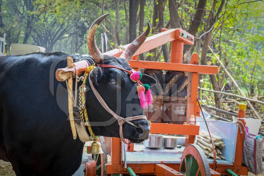 Large Indian bullock or cow harnessed to sugarcane press called a kolu to make sugarcane juice for tourists, in Maharashtra in India