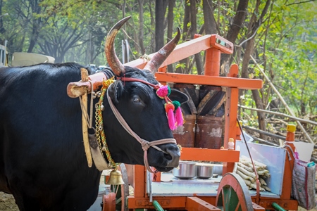 Large Indian bullock or cow harnessed to sugarcane press called a kolu to make sugarcane juice for tourists, in Maharashtra in India