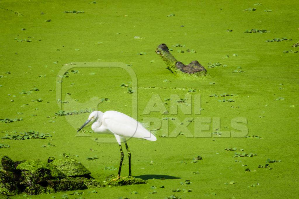 Egret and gharial in dirty green lake overgrown with algae in Byculla zoo