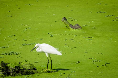 Egret and gharial in dirty green lake overgrown with algae in Byculla zoo