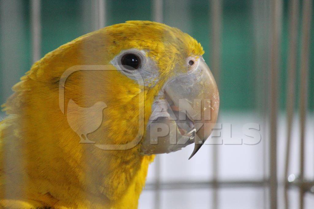 Yellow parrot kept as pet in captivity in cage with bars