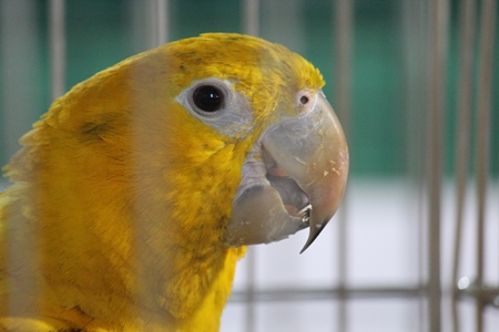 Yellow parrot kept as pet in captivity in cage with bars