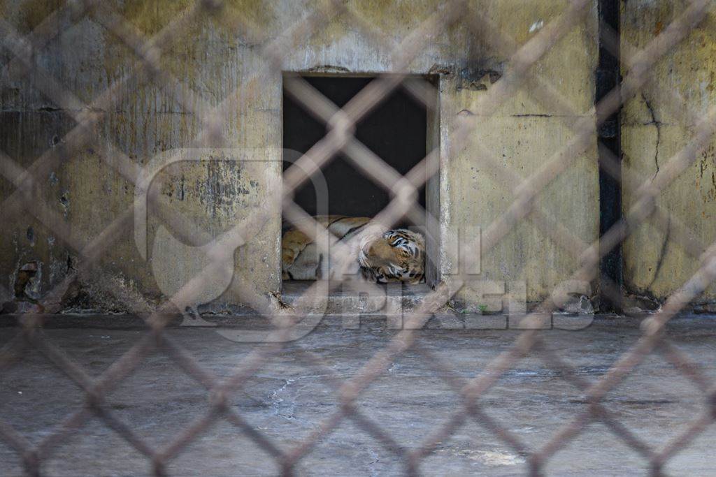 Indian bengal tiger sleepin in concrete enclosure in captivity at Kolkata zoo, Kolkata, India, 2022