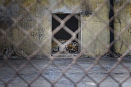 Indian bengal tiger sleepin in concrete enclosure in captivity at Kolkata zoo, Kolkata, India, 2022