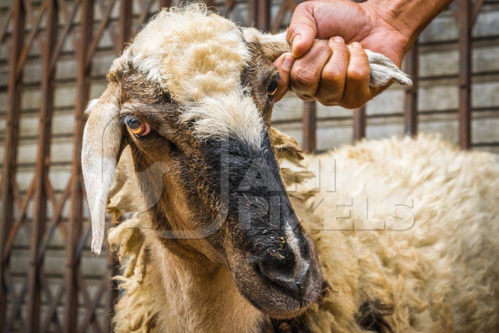 Man holding sheep by the ear in the street outside mutton shops in an urban city