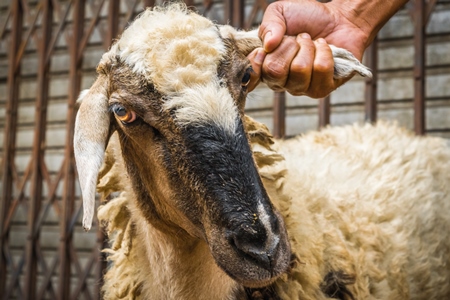 Man holding sheep by the ear in the street outside mutton shops in an urban city