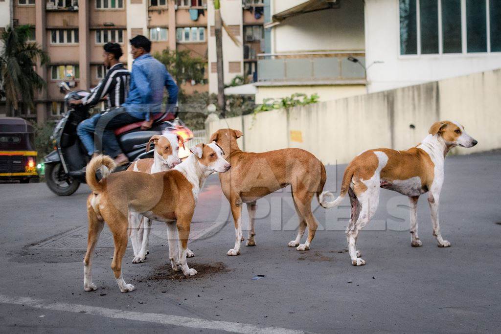 Many Indian street dogs or stray pariah dogs, Mumbai, India, 2022