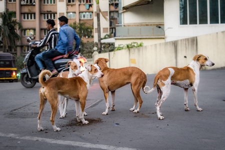 Many Indian street dogs or stray pariah dogs, Mumbai, India, 2022