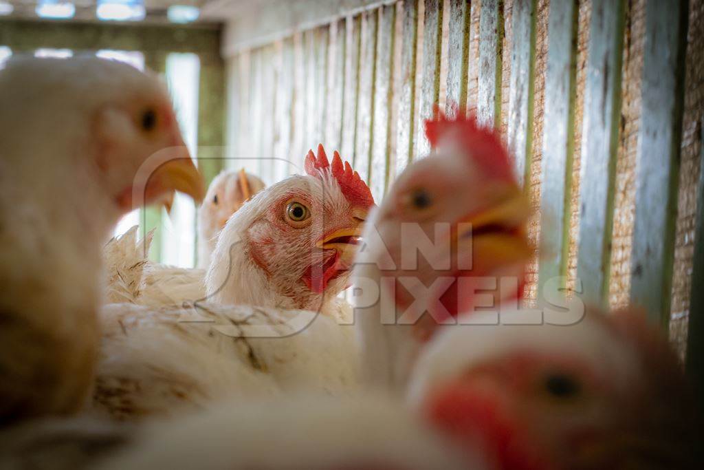 Chickens in cages outside a chicken poultry meat shop in Pune, Maharashtra, India, 2021