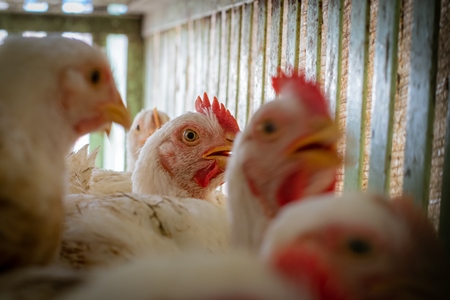 Chickens in cages outside a chicken poultry meat shop in Pune, Maharashtra, India, 2021