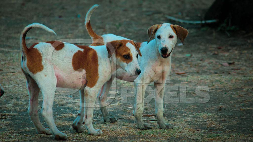 Indian stray or street puppies on the street in urban environment in India