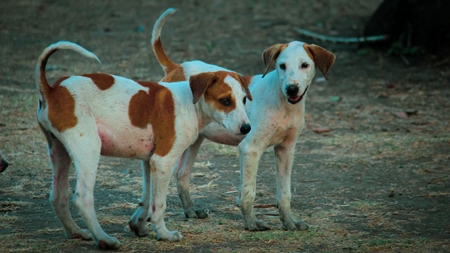 Indian stray or street puppies on the street in urban environment in India