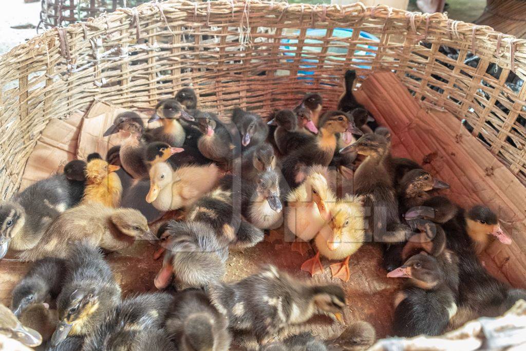 Ducks and ducklings on sale in baskets at a live animal market in the city of Imphal in Manipur in the Northeast of India