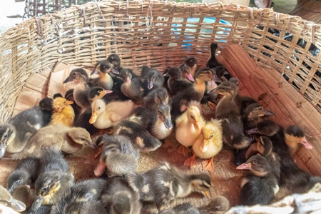 Ducks and ducklings on sale in baskets at a live animal market in the city of Imphal in Manipur in the Northeast of India