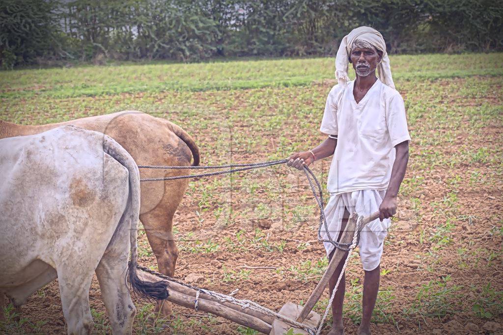 Farmer with bullocks pulling plough across field on farm