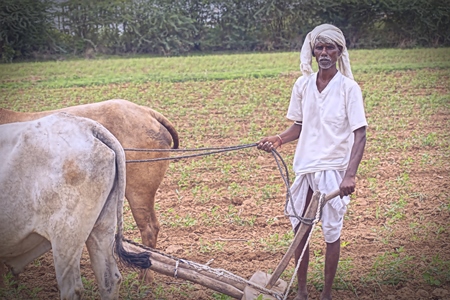 Farmer with bullocks pulling plough across field on farm