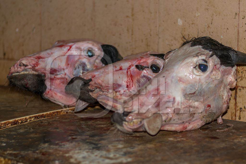 Heads of skinned buffalo on sale as meat at Crawford meat market in Mumbai, India, 2016