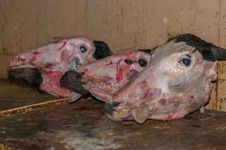 Heads of skinned buffalo on sale as meat at Crawford meat market in Mumbai, India, 2016