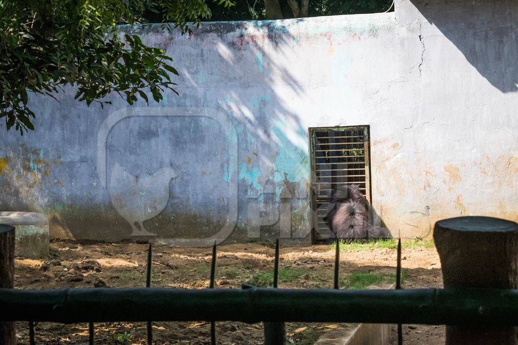 Indian sloth bear in  in a zoo in Patna